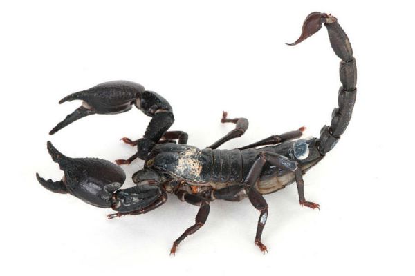 Evita la presencia de alacranes con estos tips