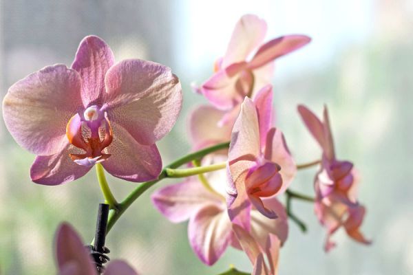 Pasos para cultivar orquídeas en casa. Donde plantar las orquídeas y cómo regarlas. Aprende sobre el cuidado de las orquídeas