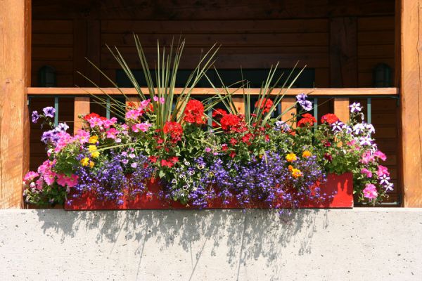 5 plantas ideales para cultivar en verano. Especies de plantas para el verano. Plantas fáciles de cuidar en verano.