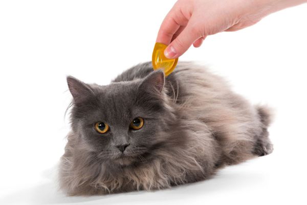 Recetas para hacer antipulgas naturales. Cómo hacer un antigulpas con limón o vinagre. Prevenir garrapatas y pulgas con un antipulgas casero