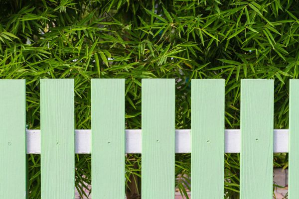 Plantas para Cercos Verdes