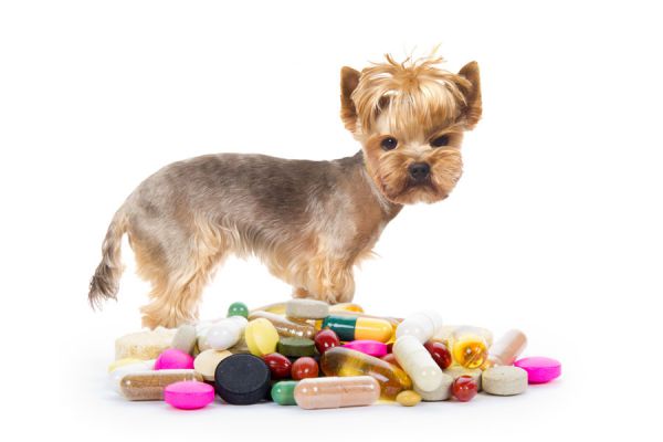 Métodos para medicar al perro. Tips para darle medicinas al perro. Cómo darle un jarabe al perro. Cómo hacer que el perro consuma su medicina