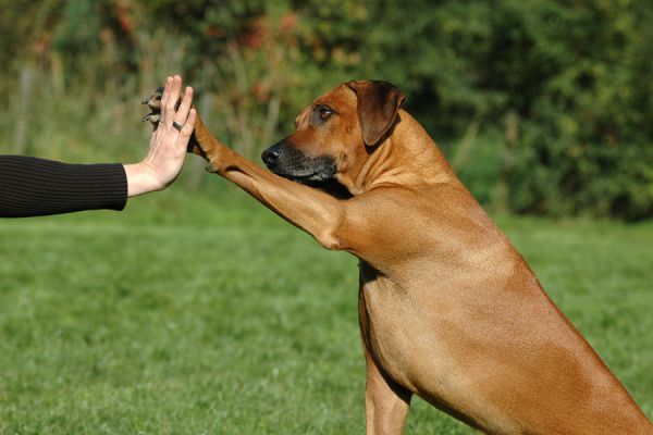 Conducta de los perros al inclinar la cabeza. Por qué el perro inclina la cabeza para escuchar?