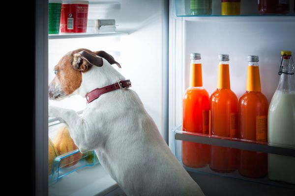 Alimentos helados para perros. 3 recetas de comidas heladas para perros. Cómo hacer alimentos helados para perros.