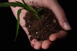 Como saber cuando trasladar de maceta una planta Como saber cuando trasladar de maceta una planta
