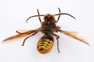 Ilustración de Cómo actuar en el caso de una picadura de abeja o avispa