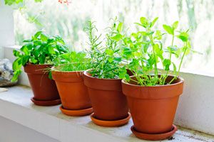 Ilustración de Cómo elegir las Plantas para el Balcón