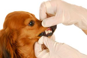 Ilustración de Cómo cuidar los dientes de los perros