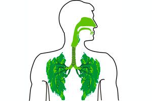 Ilustración de Cómo curar los problemas respiratorios con hierbas