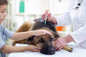 Ilustración de Cuando se debe vacunar a los perros
