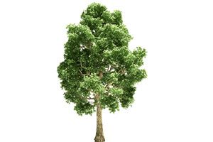 Ilustración de Cómo elegir árboles que crecen rápido