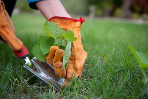 Como eliminar las malas hierbas del jardín Como eliminar las malas hierbas del jardín
