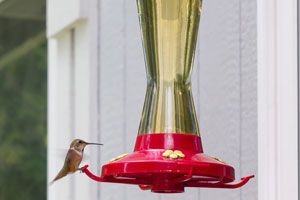 Ilustración de Como alimentar y proteger a colibríes silvestres