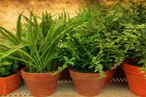 Cómo proteger del calor a las plantas de interior Cómo proteger del calor a las plantas de interior