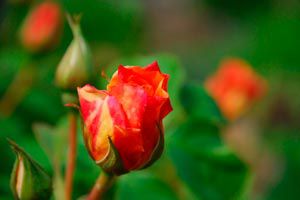 Ilustración de Cómo cuidar algunas flores comunes de jardín