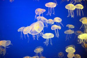 Ilustración de Las medusas y sus picaduras