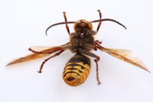 Ilustración de Cómo tratar la alergia a avispas y abejas