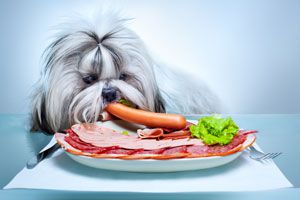 Ilustración de Cómo evitar que el perro robe comida