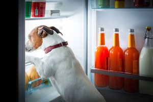 Ilustración de Perros en la cocina: precauciones a tomar