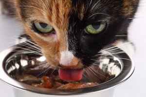 Ilustración de Cómo hacer comida casera para gatos