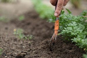 Cómo mejorar la tierra de macetas y jardines Cómo mejorar la tierra de macetas y jardines