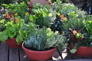 Cómo cultivar hierbas aromáticas dentro de casa Cómo cultivar hierbas aromáticas dentro de casa
