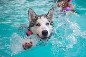 Ilustración de Cómo evitar que el perro entre a la piscina