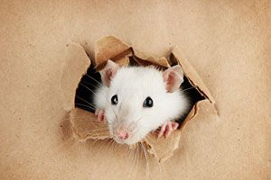 Ilustración de ¿Qué Significa Soñar con Ratas?