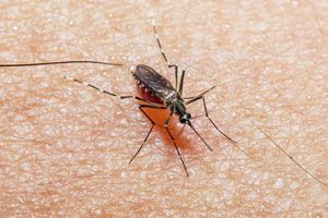 Ilustración de Síntomas de las Enfermedades Transmitidas por Mosquitos