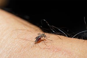 Ilustración de Cómo Prevenir Enfermedades Transmitidas por Mosquitos