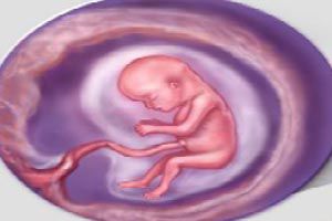 Ilustración de Desarrollo del bebé y estado del embarazo al iniciar el segundo trimestre