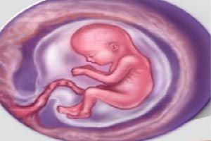 Ilustración de Desarrollo del bebé y la panza en la decimosexta semana de embarazo