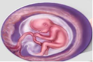 Ilustración de Desarrollo del bebé y síntomas en la decimonovena semana de embarazo