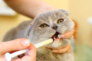 Ilustración de Cómo Medicar a un Gato