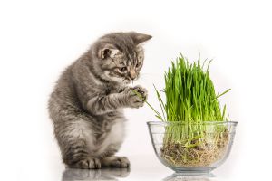 Ilustración de ¿Qué es la Hierba de Gato y Para Qué Sirve?