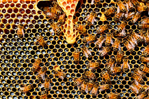 Ilustración de Propiedades de la miel de abeja