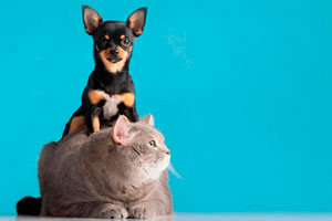 Ilustración de Churu para gatos y helados para perros: la solución para darles medicación a nuestras mascotas